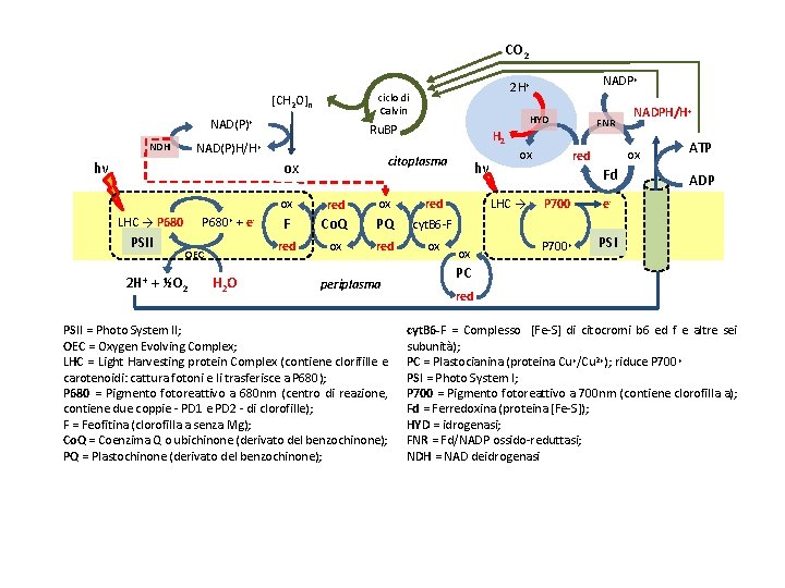 CO 2 ciclo di Calvin [CH 2 O]n NAD(P)+ hν PSII P 680+ +