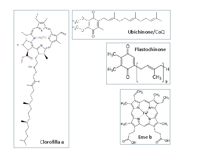 Ubichinone/Co. Q Plastochinone Clorofilla a Eme b Ubichinone/Co. Q Plastochinone Clorofilla a Eme b