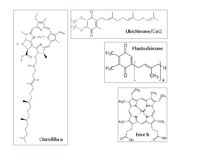 Ubichinone/Co. Q Plastochinone Clorofilla a Eme b 