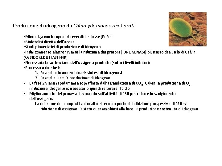 Produzione di idrogeno da Chlamydomonas reinhardtii • Microalga con idrogenasi reversibile classe [Fe. Fe]