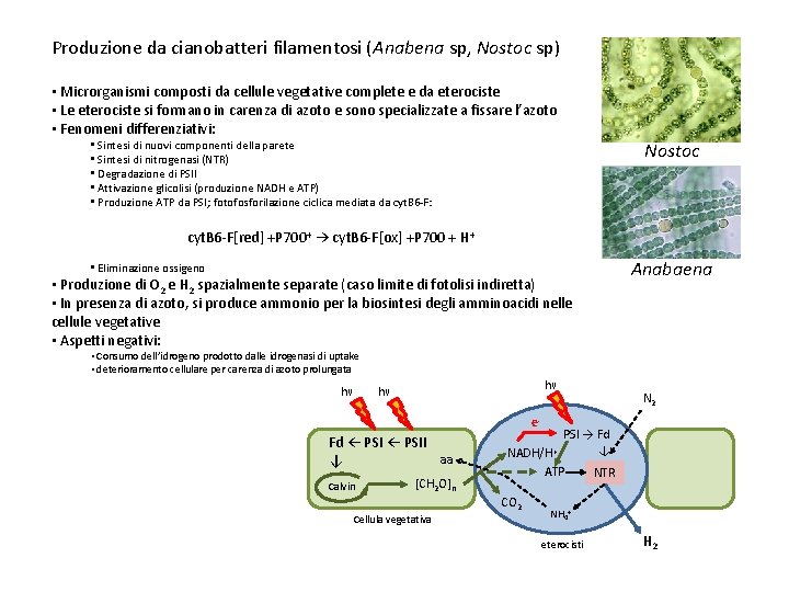 Produzione da cianobatteri filamentosi (Anabena sp, Nostoc sp) • Microrganismi composti da cellule vegetative