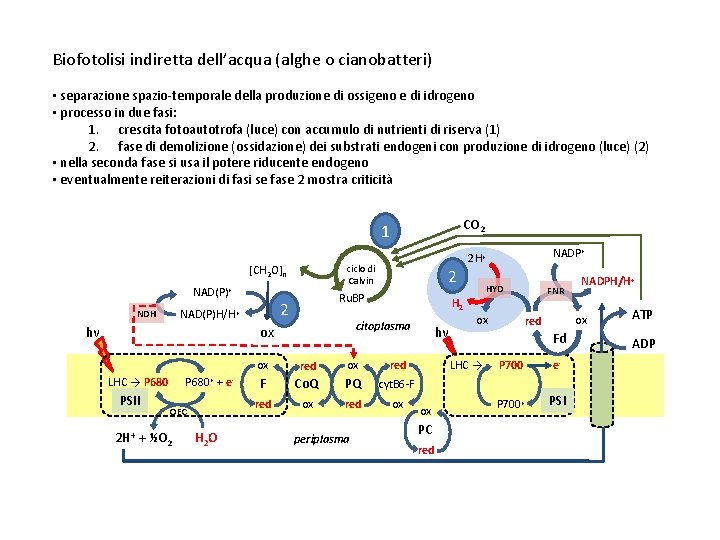 Biofotolisi indiretta dell’acqua (alghe o cianobatteri) • separazione spazio-temporale della produzione di ossigeno e Biofotolisi indiretta dell’acqua (alghe o cianobatteri) • separazione spazio-temporale della produzione di ossigeno e