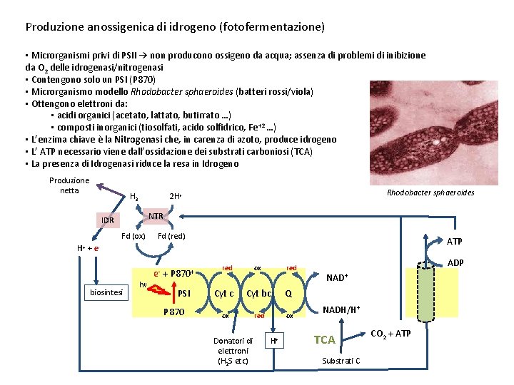 Produzione anossigenica di idrogeno (fotofermentazione) • Microrganismi privi di PSII → non producono ossigeno Produzione anossigenica di idrogeno (fotofermentazione) • Microrganismi privi di PSII → non producono ossigeno
