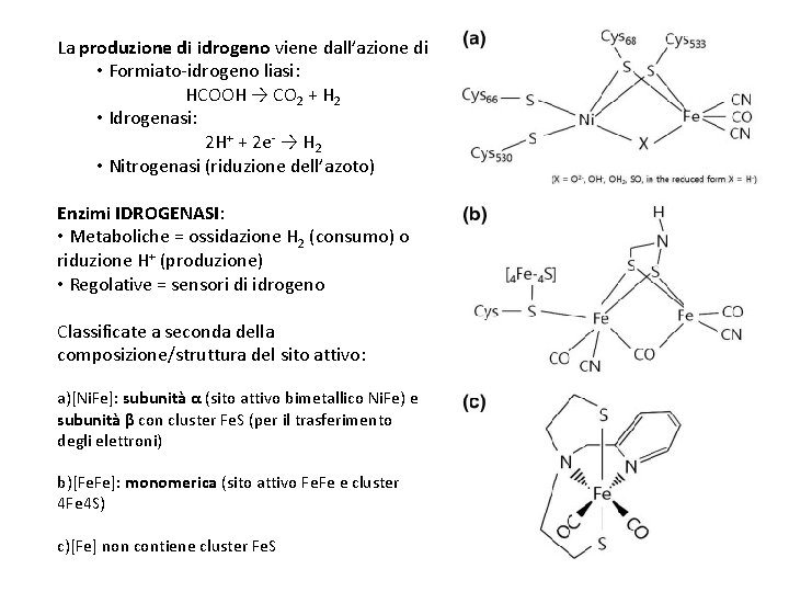 La produzione di idrogeno viene dall’azione di • Formiato-idrogeno liasi: HCOOH → CO 2