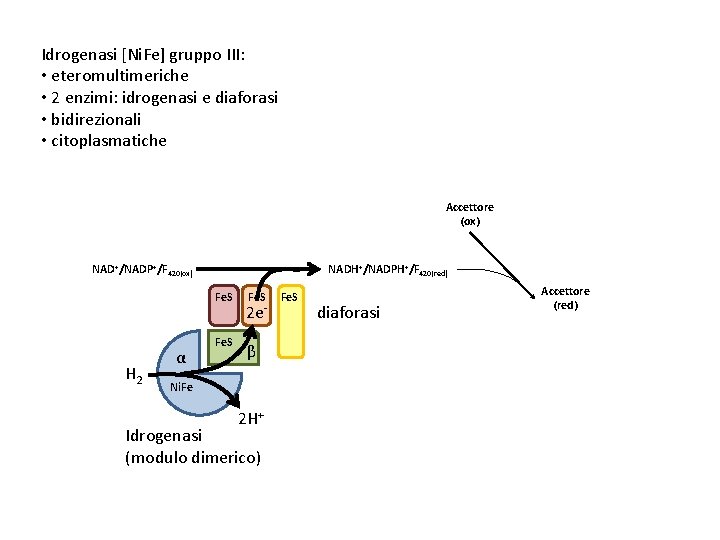 Idrogenasi [Ni. Fe] gruppo III: • eteromultimeriche • 2 enzimi: idrogenasi e diaforasi •