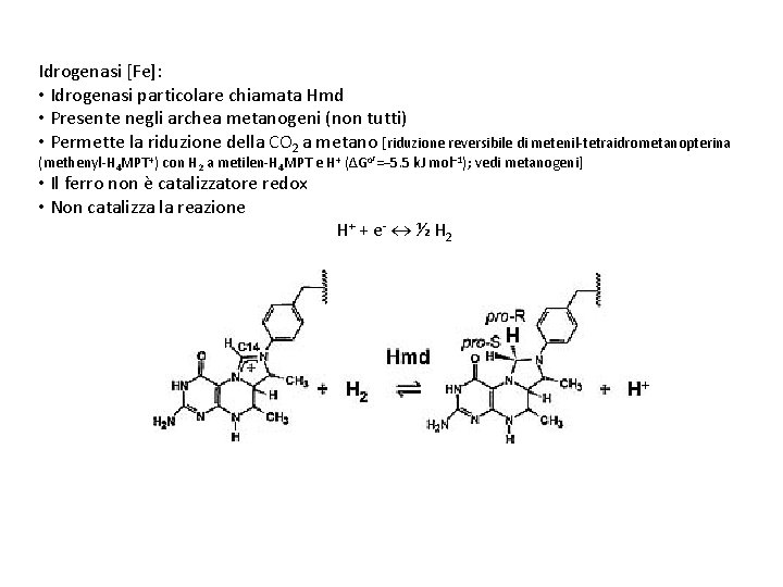 Idrogenasi [Fe]: • Idrogenasi particolare chiamata Hmd • Presente negli archea metanogeni (non tutti)