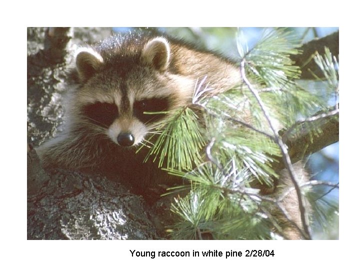 Young raccoon in white pine 2/28/04 