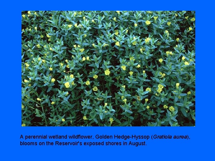 A perennial wetland wildflower, Golden Hedge-Hyssop (Gratiola aurea), blooms on the Reservoir's exposed shores
