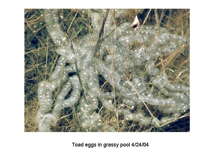 Toad eggs in grassy pool 4/24/04 