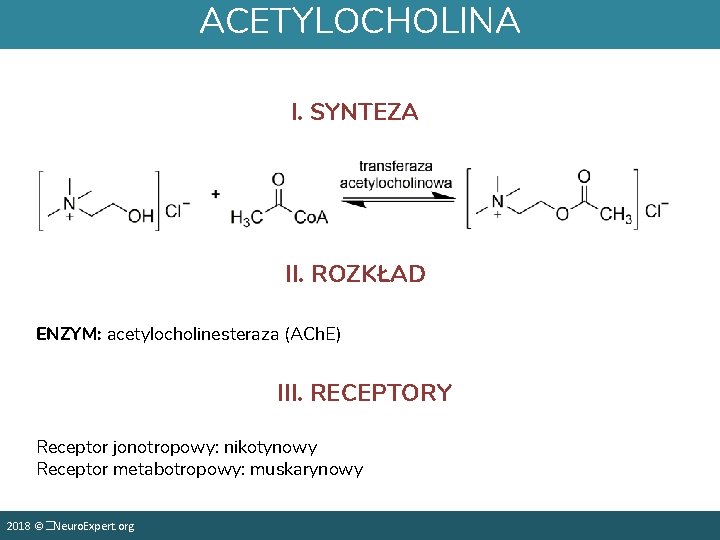 ACETYLOCHOLINA I. SYNTEZA II. ROZKŁAD ENZYM: acetylocholinesteraza (ACh. E) III. RECEPTORY Receptor jonotropowy: nikotynowy