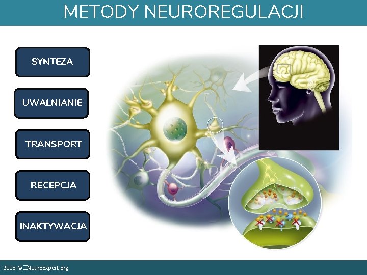 METODY NEUROREGULACJI SYNTEZA UWALNIANIE TRANSPORT RECEPCJA INAKTYWACJA 2018 ©�Neuro. Expert. org 