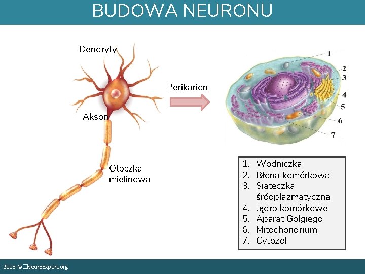 BUDOWA NEURONU Dendryty Perikarion Akson Otoczka mielinowa 2018 ©�Neuro. Expert. org 1. Wodniczka 2.