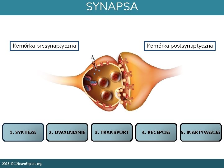 SYNAPSA Komórka presynaptyczna 1. SYNTEZA 2018 ©�Neuro. Expert. org 2. UWALNIANIE Komórka postsynaptyczna 3.