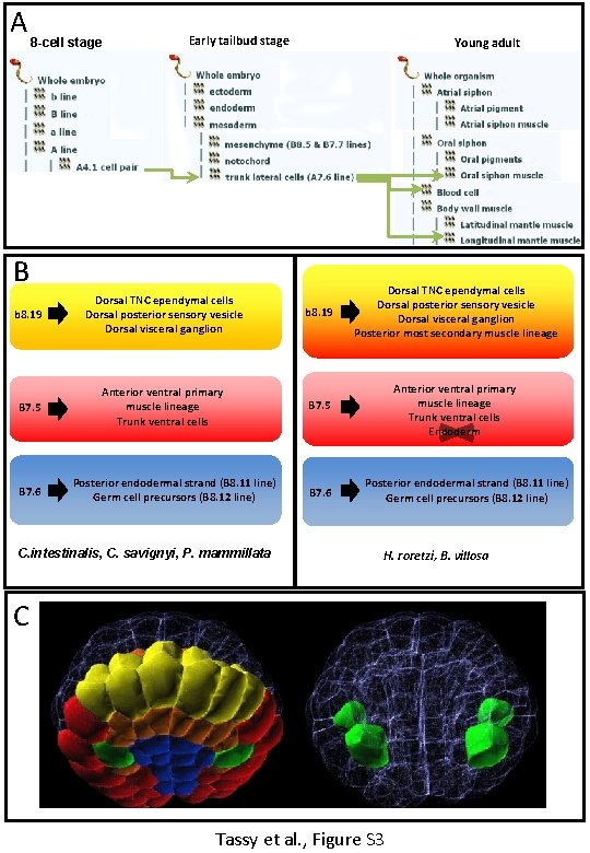 A 8 -cell stage Early tailbud stage Young adult B b 8. 19 Dorsal