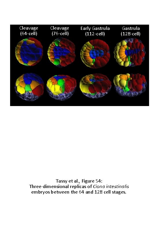 Cleavage (64 -cell) Cleavage (76 -cell) Early Gastrula (112 -cell) Gastrula (128 -cell) Tassy