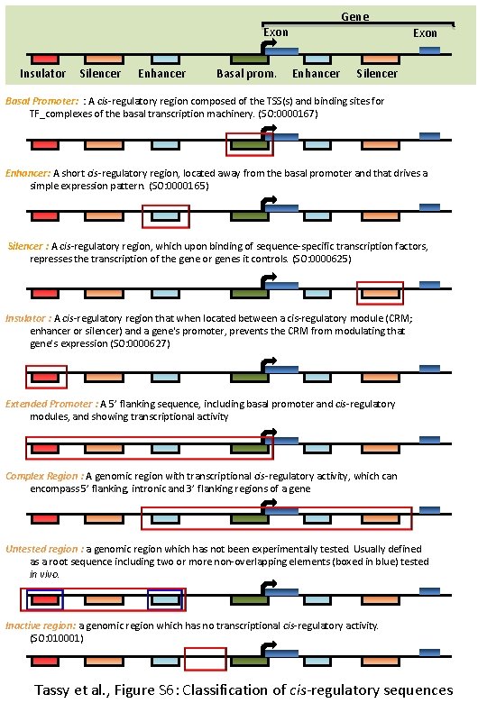 Gene Exon Insulator Silencer Enhancer Basal prom. Exon Enhancer Silencer Basal Promoter: : A