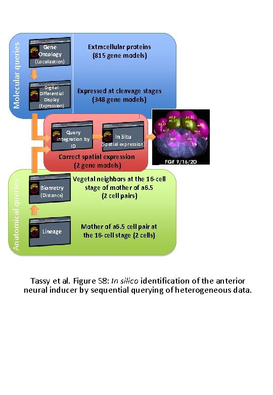 Molecular queries Gene Ontology (Localization) Digital Differential Display (Expression) Extracellular proteins (815 gene models)