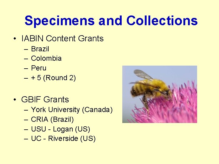 Specimens and Collections • IABIN Content Grants – – Brazil Colombia Peru + 5