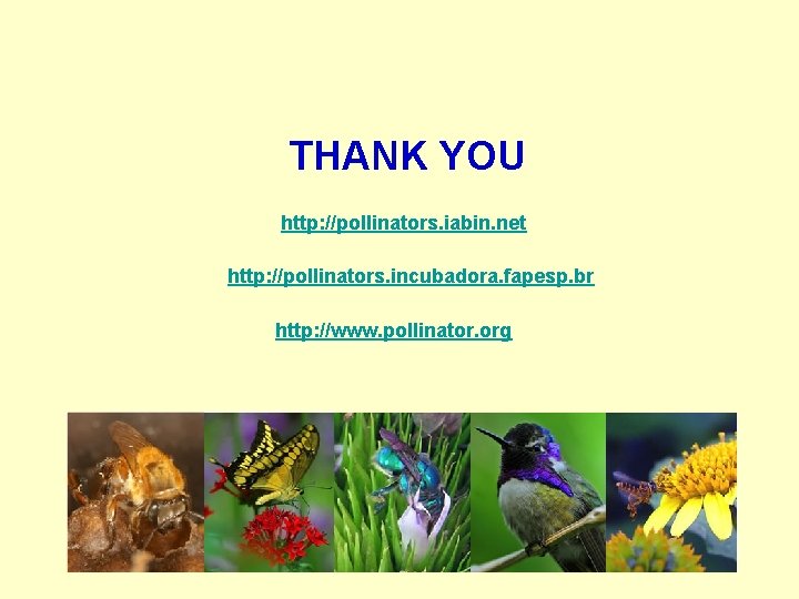 THANK YOU http: //pollinators. iabin. net http: //pollinators. incubadora. fapesp. br http: //www. pollinator.