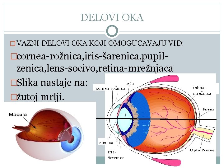 DELOVI OKA � VAZNI DELOVI OKA KOJI OMOGUCAVAJU VID: �cornea-rožnica, iris-šarenica, pupil- zenica, lens-socivo,