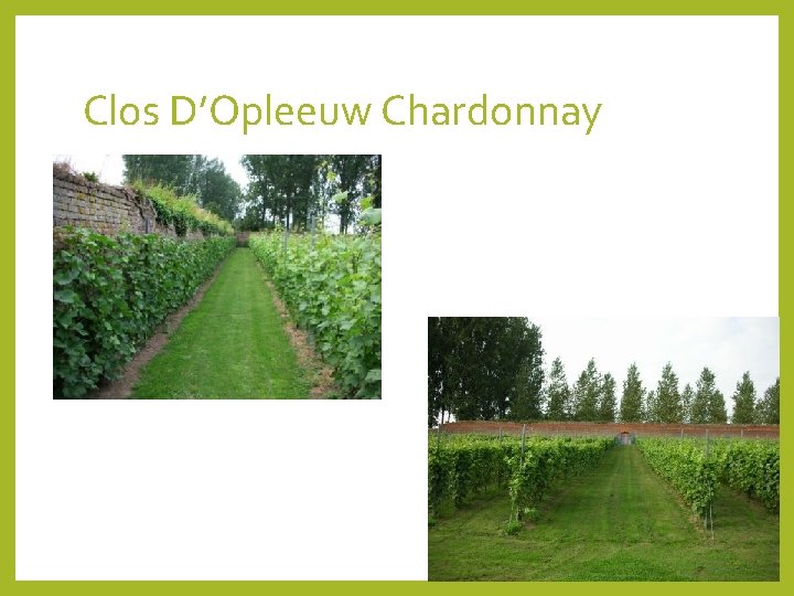 Clos D’Opleeuw Chardonnay 