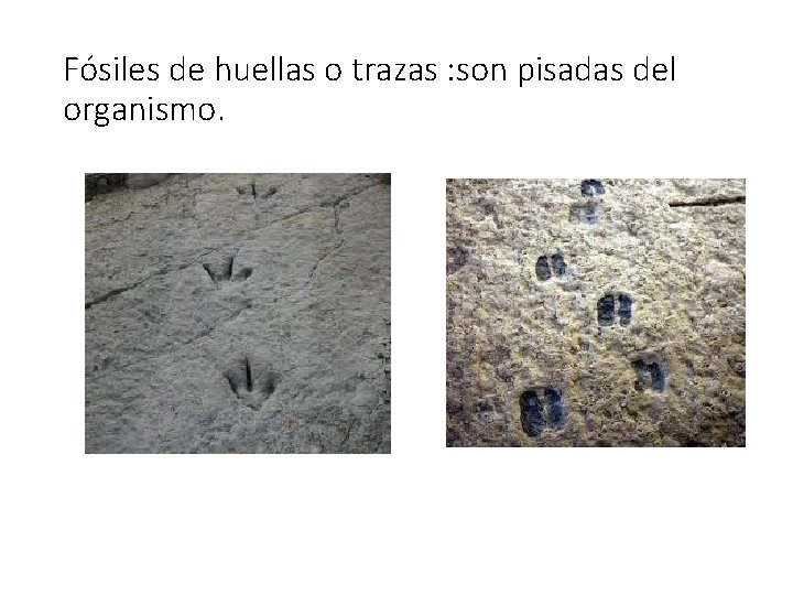 Fósiles de huellas o trazas : son pisadas del organismo. 