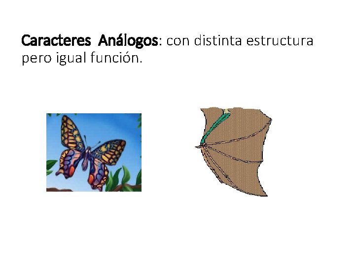 Caracteres Análogos: con distinta estructura pero igual función. 