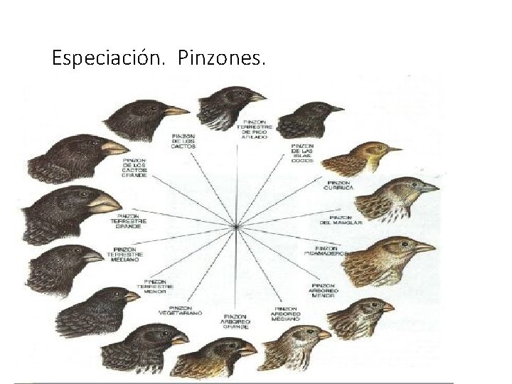 Especiación. Pinzones. 