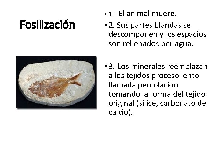 Fosilización • 1. - El animal muere. • 2. Sus partes blandas se descomponen