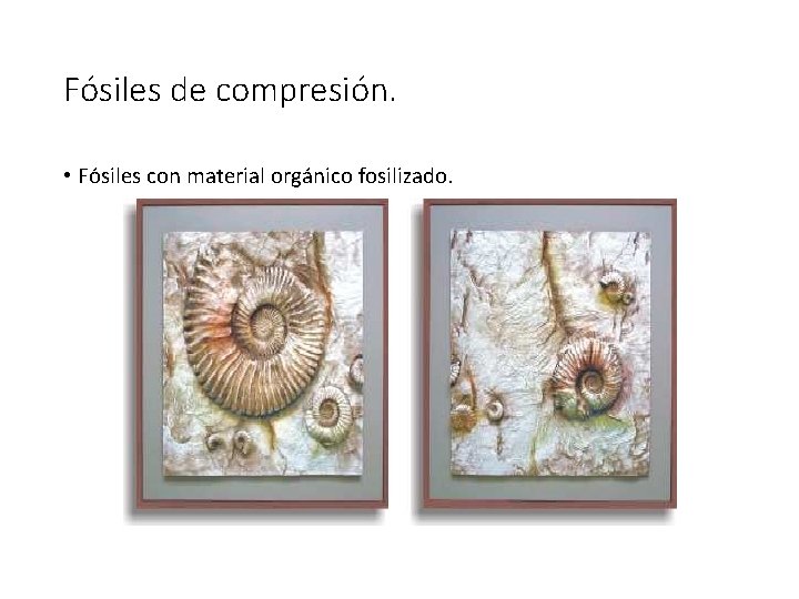 Fósiles de compresión. • Fósiles con material orgánico fosilizado. 