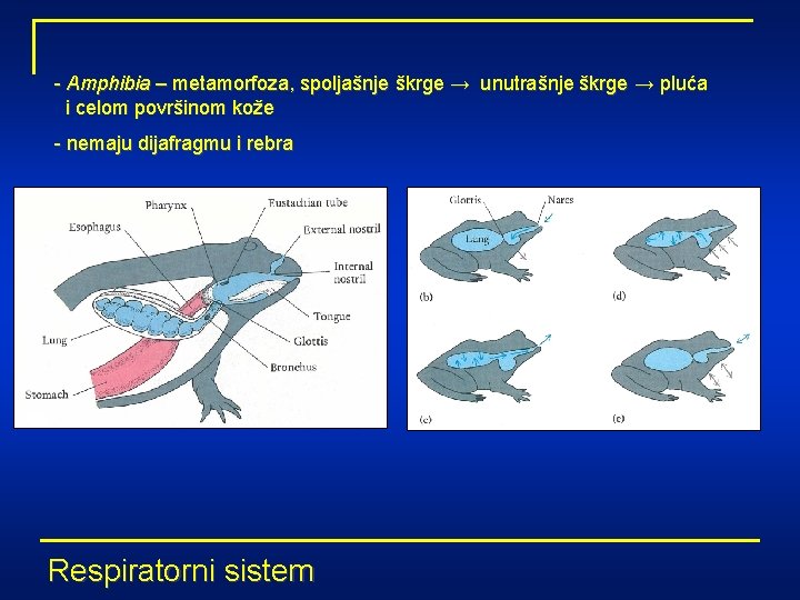 - Amphibia – metamorfoza, spoljašnje škrge → unutrašnje škrge → pluća i celom površinom