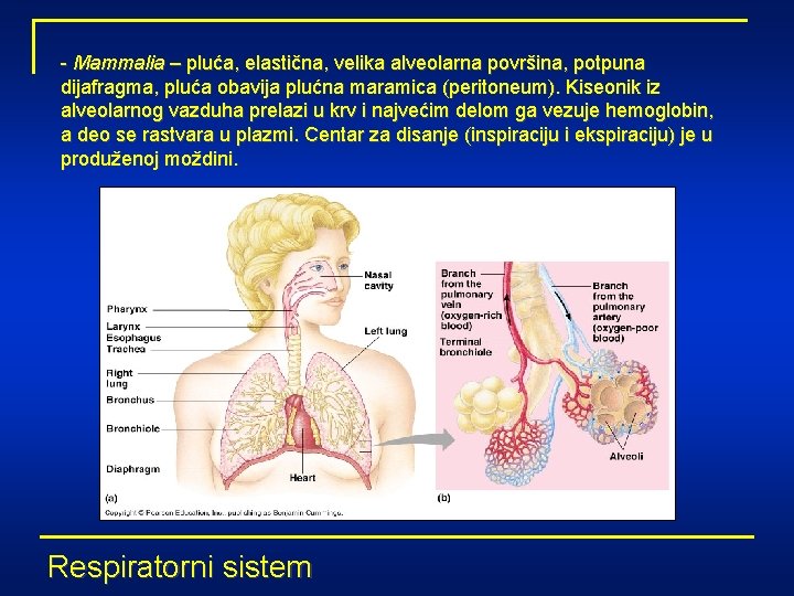 - Mammalia – pluća, elastična, velika alveolarna površina, potpuna dijafragma, pluća obavija plućna maramica