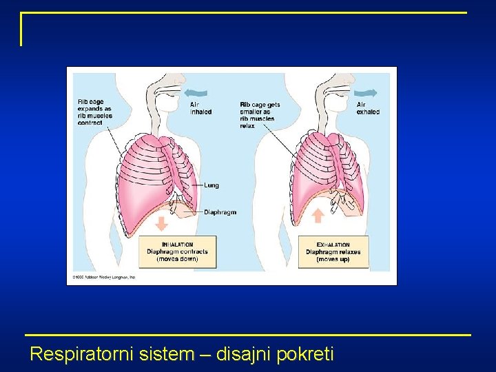 Respiratorni sistem – disajni pokreti 