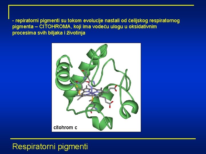 - repiratorni pigmenti su tokom evolucije nastali od ćelijskog respiratornog pigmenta – CITOHROMA, koji