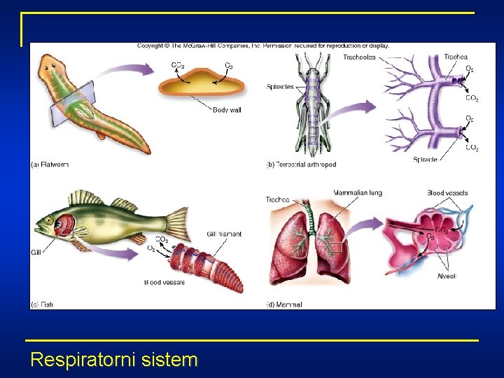 Respiratorni sistem 