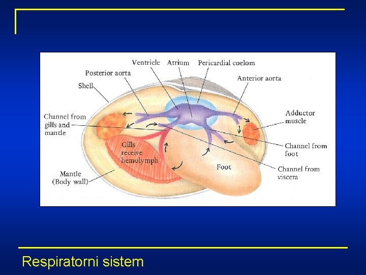 Respiratorni sistem 