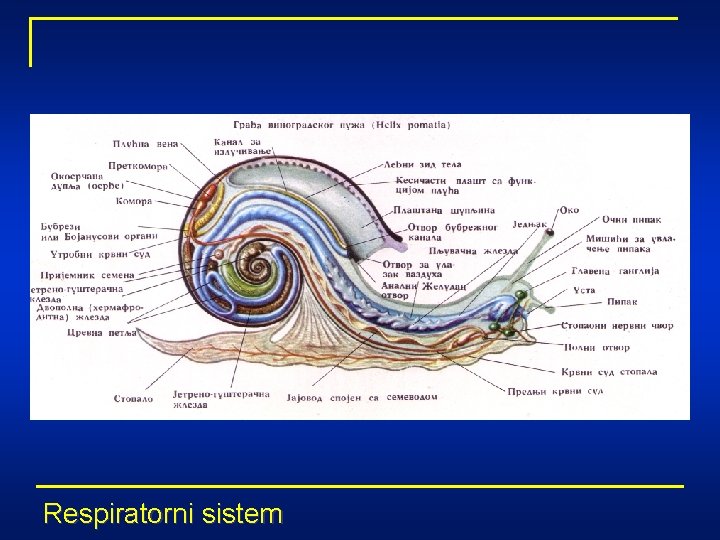 Respiratorni sistem 