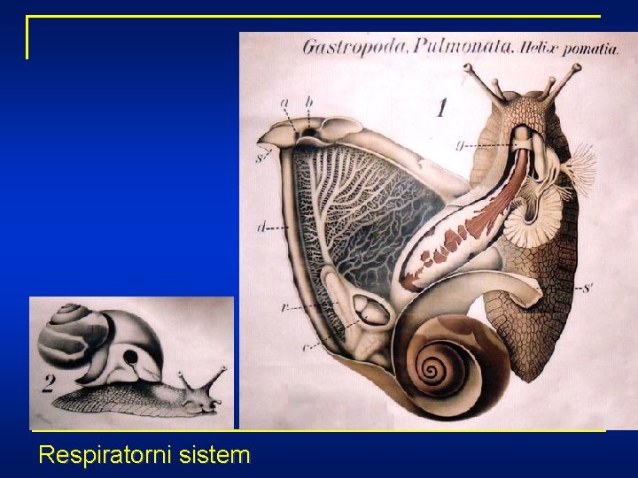 Respiratorni sistem 