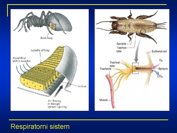 Respiratorni sistem 