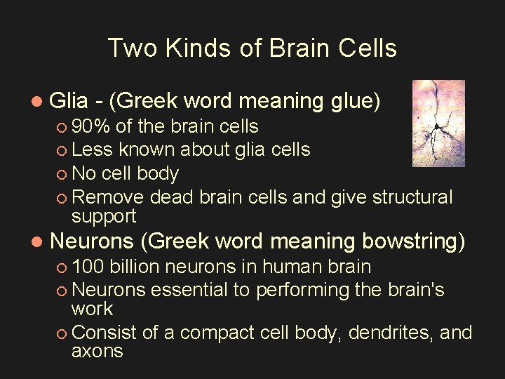 Two Kinds of Brain Cells l Glia - (Greek word meaning glue) ¡ 90%