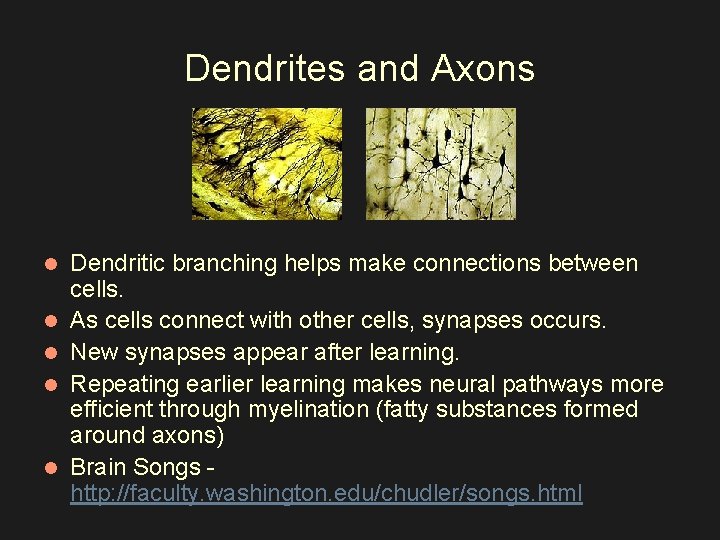 Dendrites and Axons l l l Dendritic branching helps make connections between cells. As