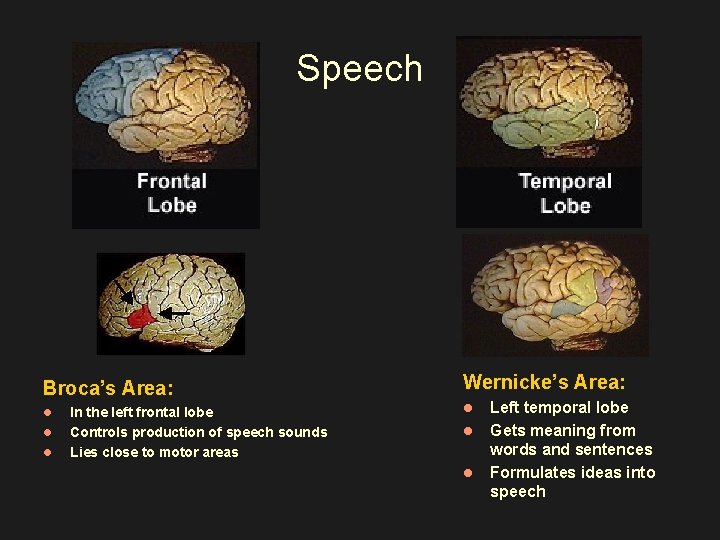 Speech Broca’s Area: l l l In the left frontal lobe Controls production of