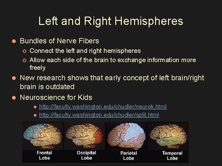 Left and Right Hemispheres l Bundles of Nerve Fibers ¡ ¡ Connect the left