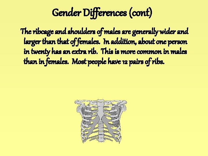 Gender Differences (cont) The ribcage and shoulders of males are generally wider and larger Gender Differences (cont) The ribcage and shoulders of males are generally wider and larger