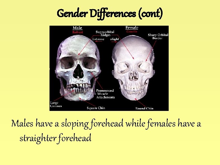 Gender Differences (cont) Males have a sloping forehead while females have a straighter forehead