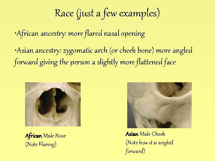 Race (just a few examples) • African ancestry: more flared nasal opening • Asian