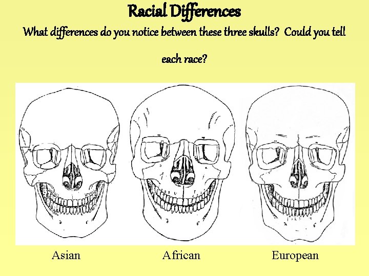 Racial Differences What differences do you notice between these three skulls? Could you tell