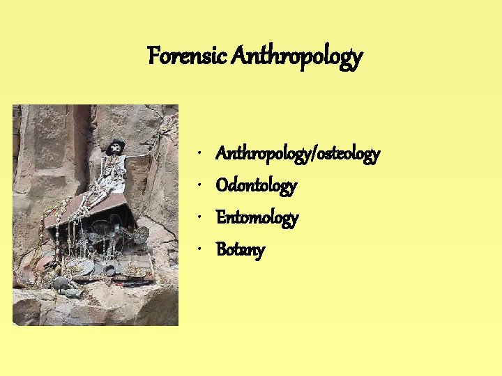 Forensic Anthropology • • Anthropology/osteology Odontology Entomology Botany 