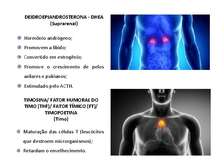 DEIDROEPIANDROSTERONA - DHEA (Suprarenal) Hormônio andrógeno; Promovem a libido; Convertido em estrogênio; Promove o