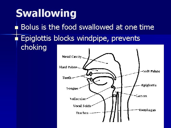 Swallowing Bolus is the food swallowed at one time n Epiglottis blocks windpipe, prevents